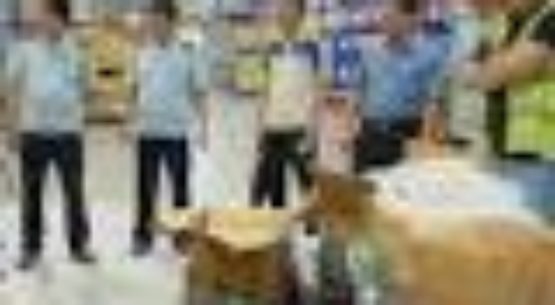 Vietnamese authorities seize one ton of pangolin scales and ivory smuggled in airline cargo – South China Morning Post