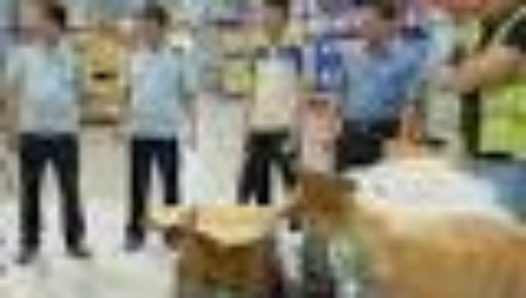 Vietnamese authorities seize one ton of pangolin scales and ivory smuggled in airline cargo – South China Morning Post