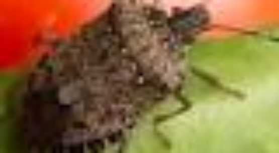 Cargo ship ordered to leave New Zealand after stink bugs discovered – Newshub